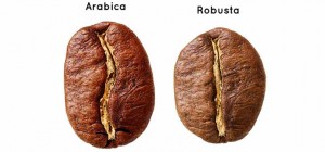 Robusta-Arabica-bean 阿拉比卡羅布斯塔